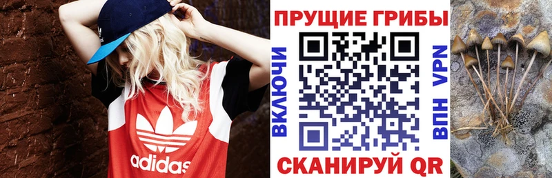 цены   Щучье  Псилоцибиновые грибы Psilocybine cubensis 